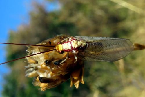 Italochrysa italica
